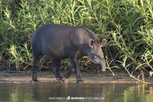 Tapir in the Pantanal.