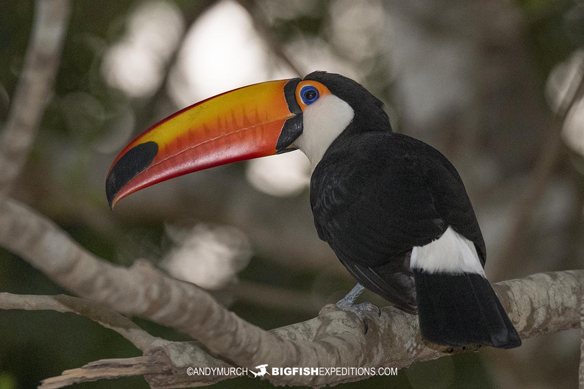 Toucan in Porto Jofre, Pantanal.