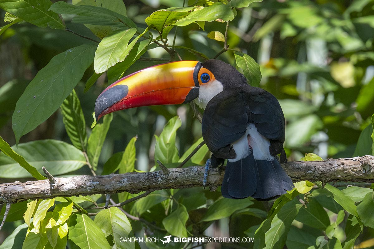 Toucan in the Pantanal bird watching tour.