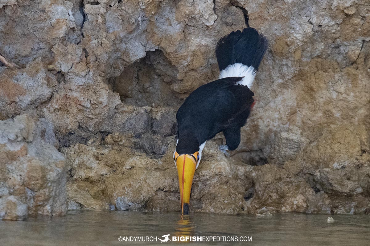 Toucan drinking in the Pantanal.