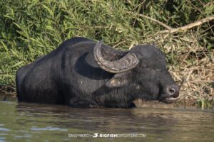 Feral water buffalo cooling off in the Pantanal.