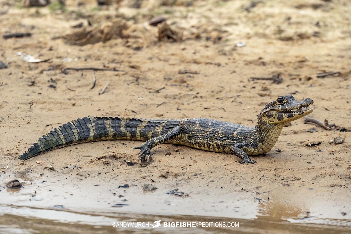 Jacare Caiman in the Brazilian Pantanal.