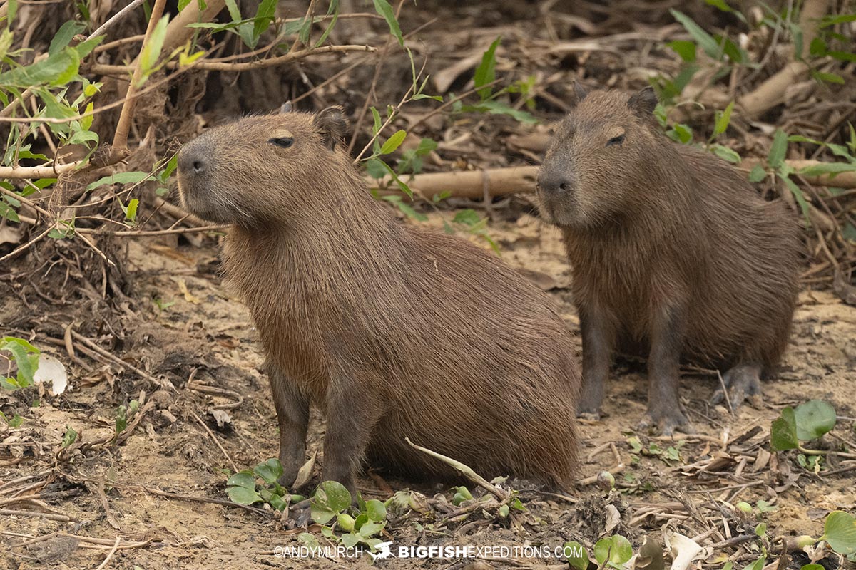 Capybara in the Brazilian Pantanal.