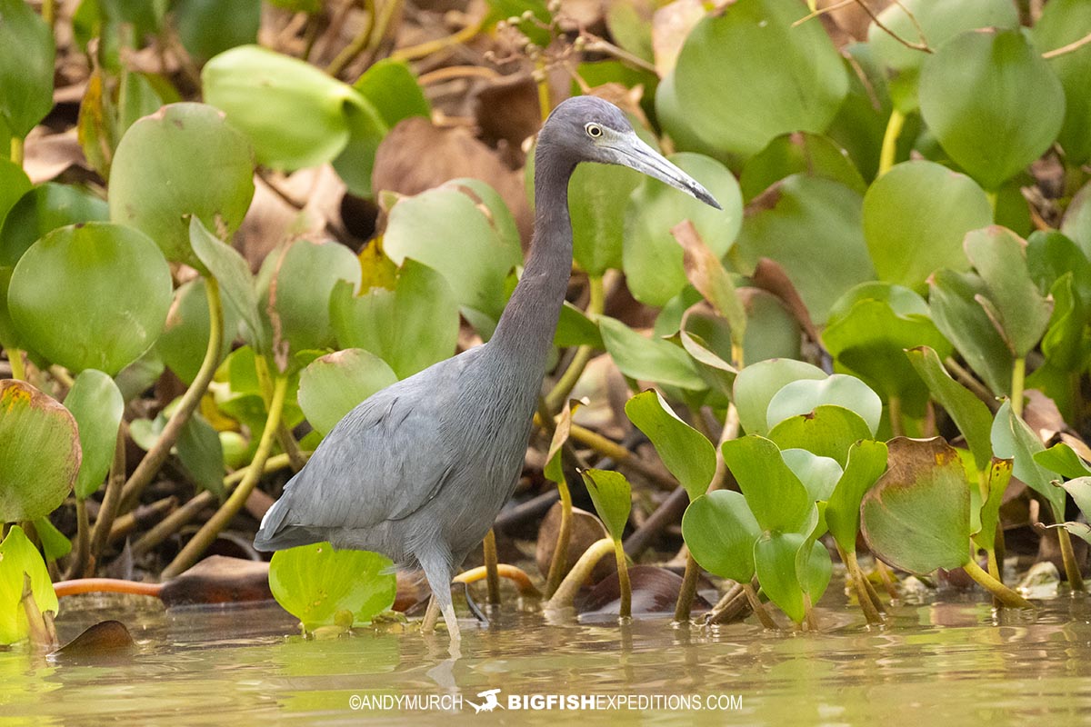 Heron in the Brazilian Pantanal.