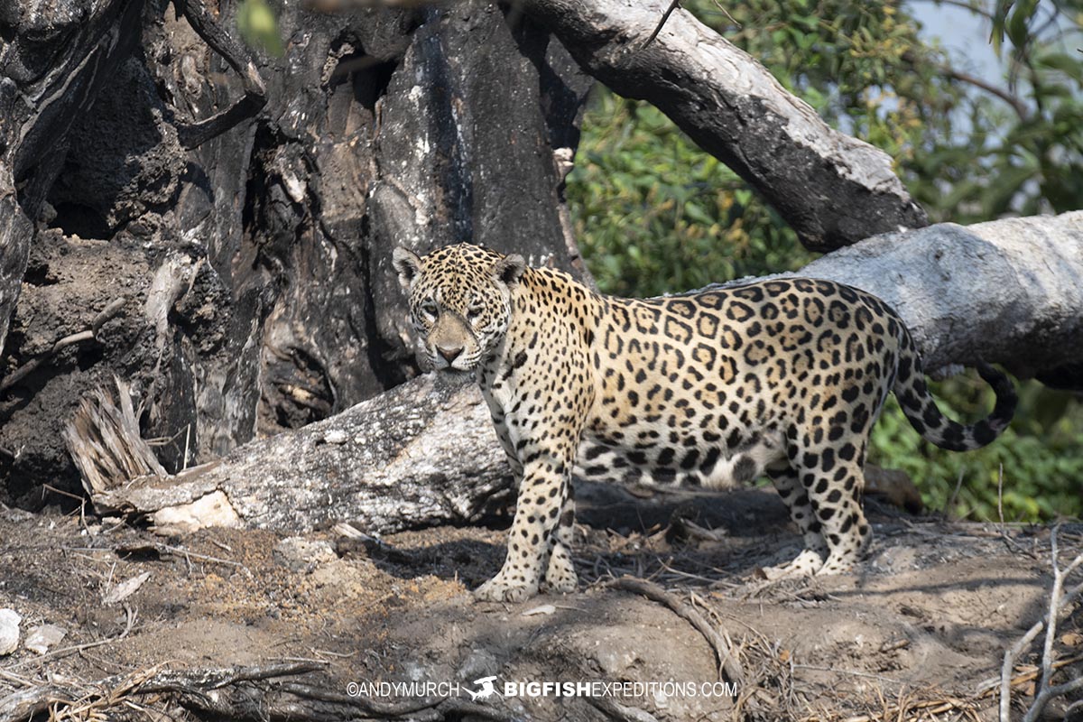 Jaguar photography tour in the Brazilian Pantanal. Patricia.