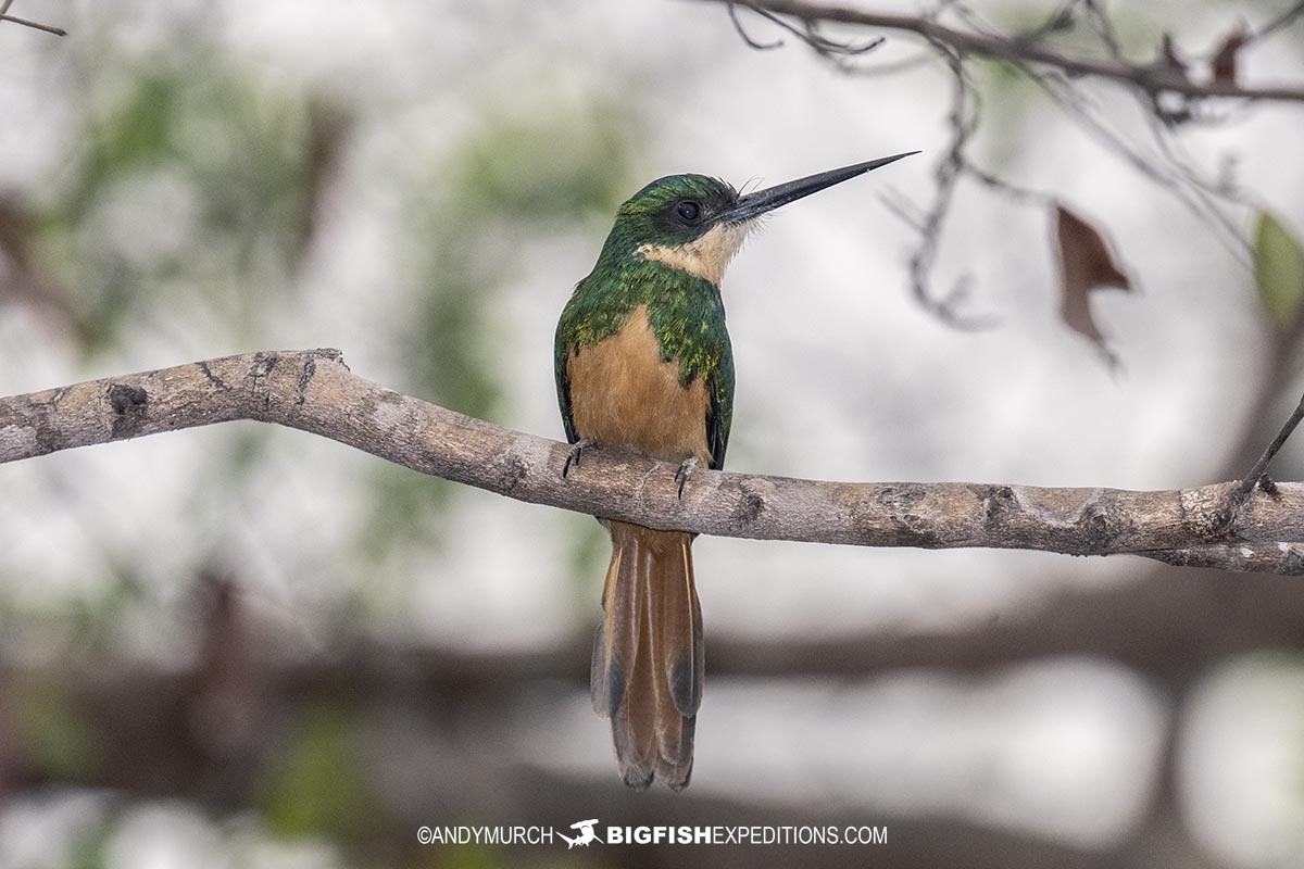 Birding in the Brazilian Pantanal.