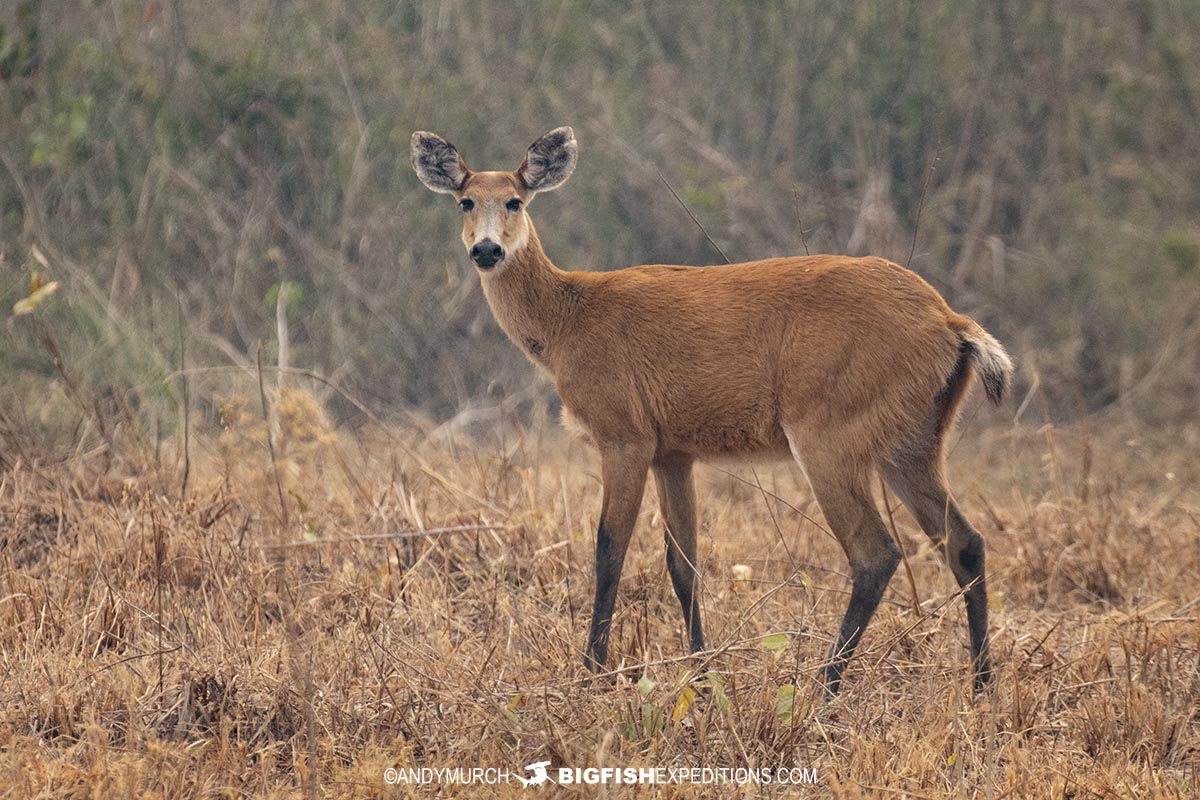 Marsh Dear in the Pantanal.