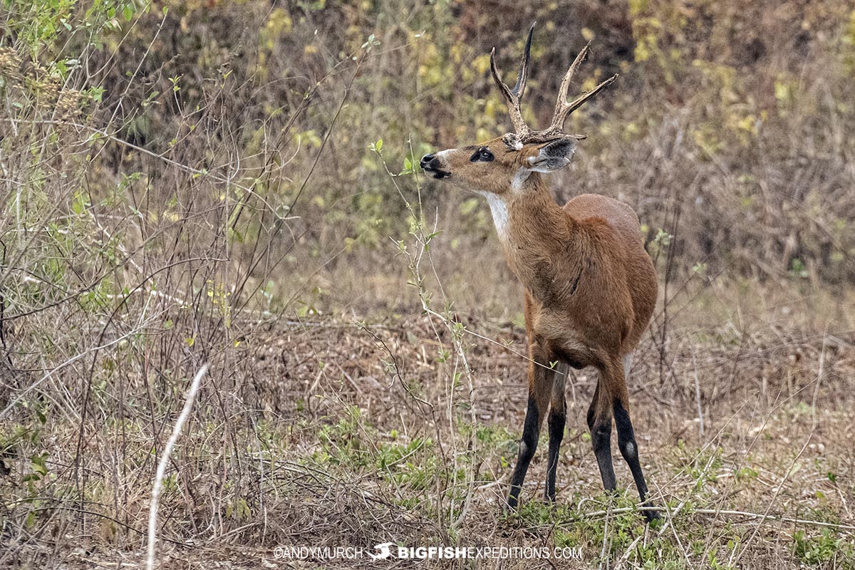 Marsh Deer in the Brazilian Pantanal.