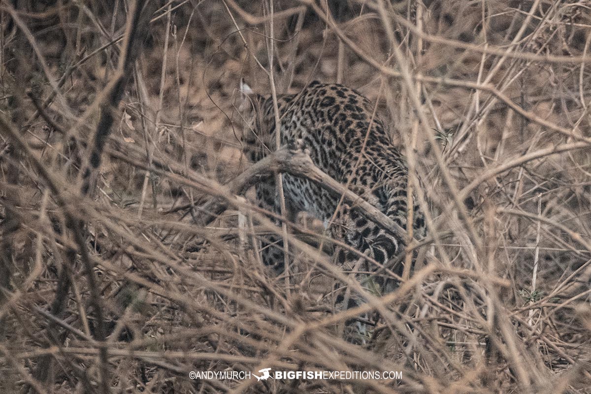 Ocelot in the bush.