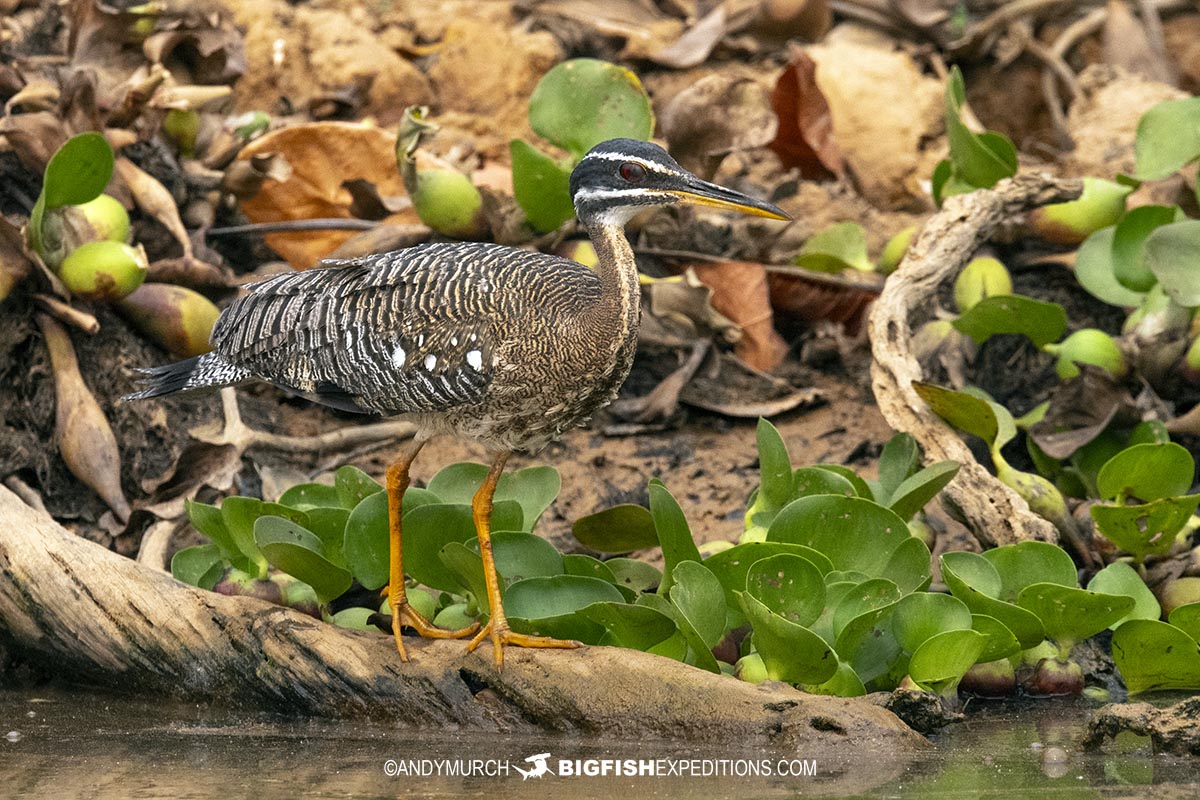 Birding tour in the Brazilian Pantanal.