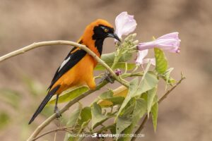 Birding tour in the Brazilian Pantanal.