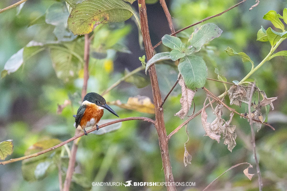 Pygmy kingfisher in the Pantanal.