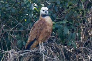 White collared hawk in the Pantanal.