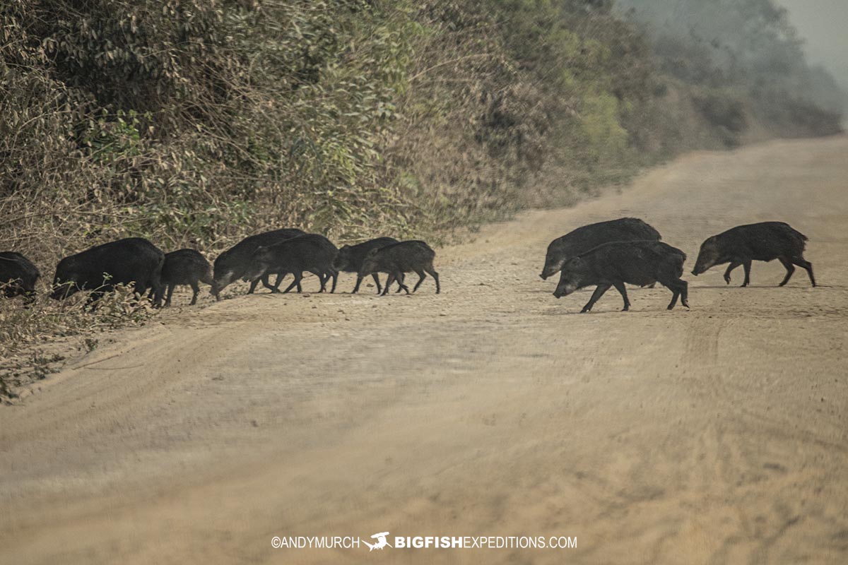 Family of white-lipped peccaries.