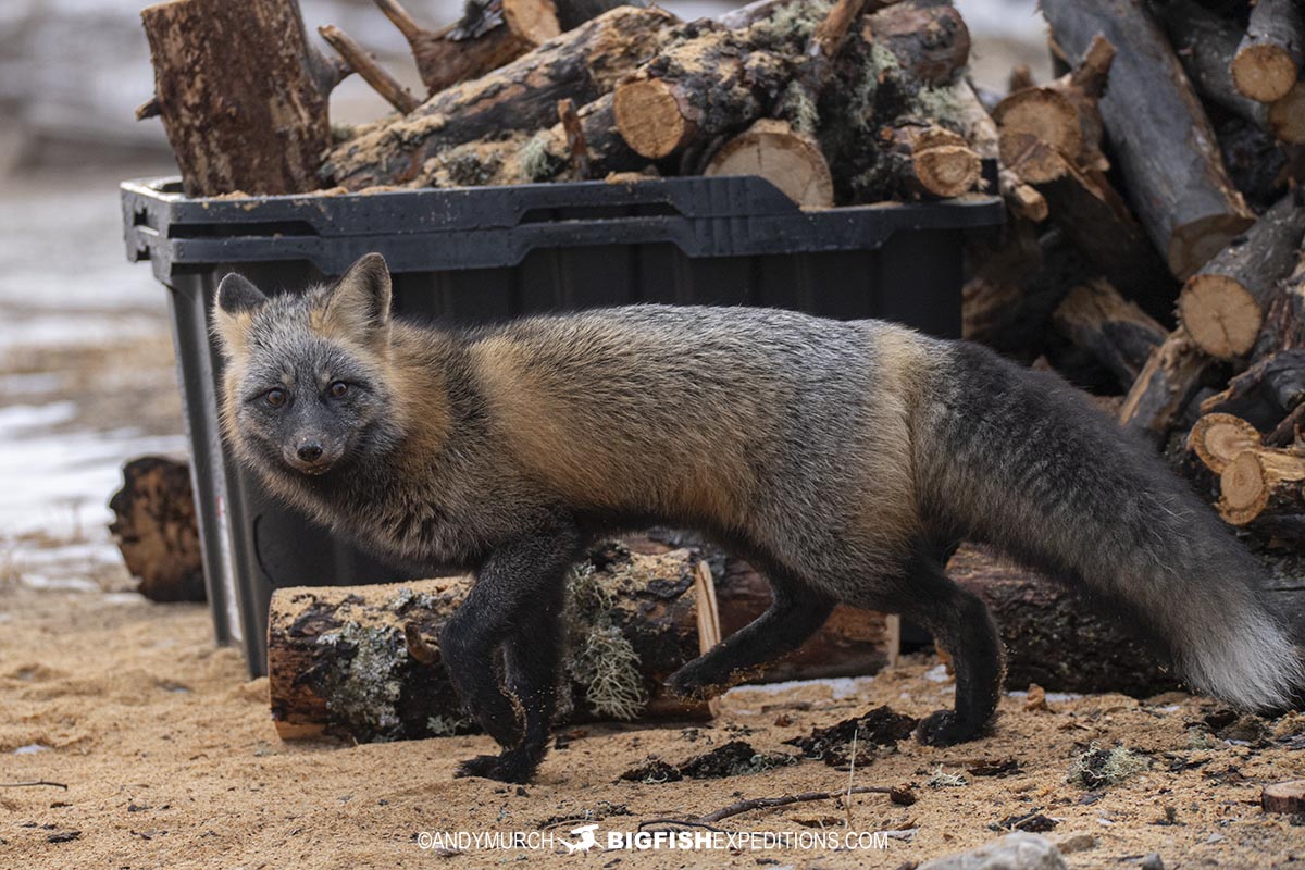 Cross fox at the wood shed at White Whale Lodge during our Polar Bear Photography Tour.