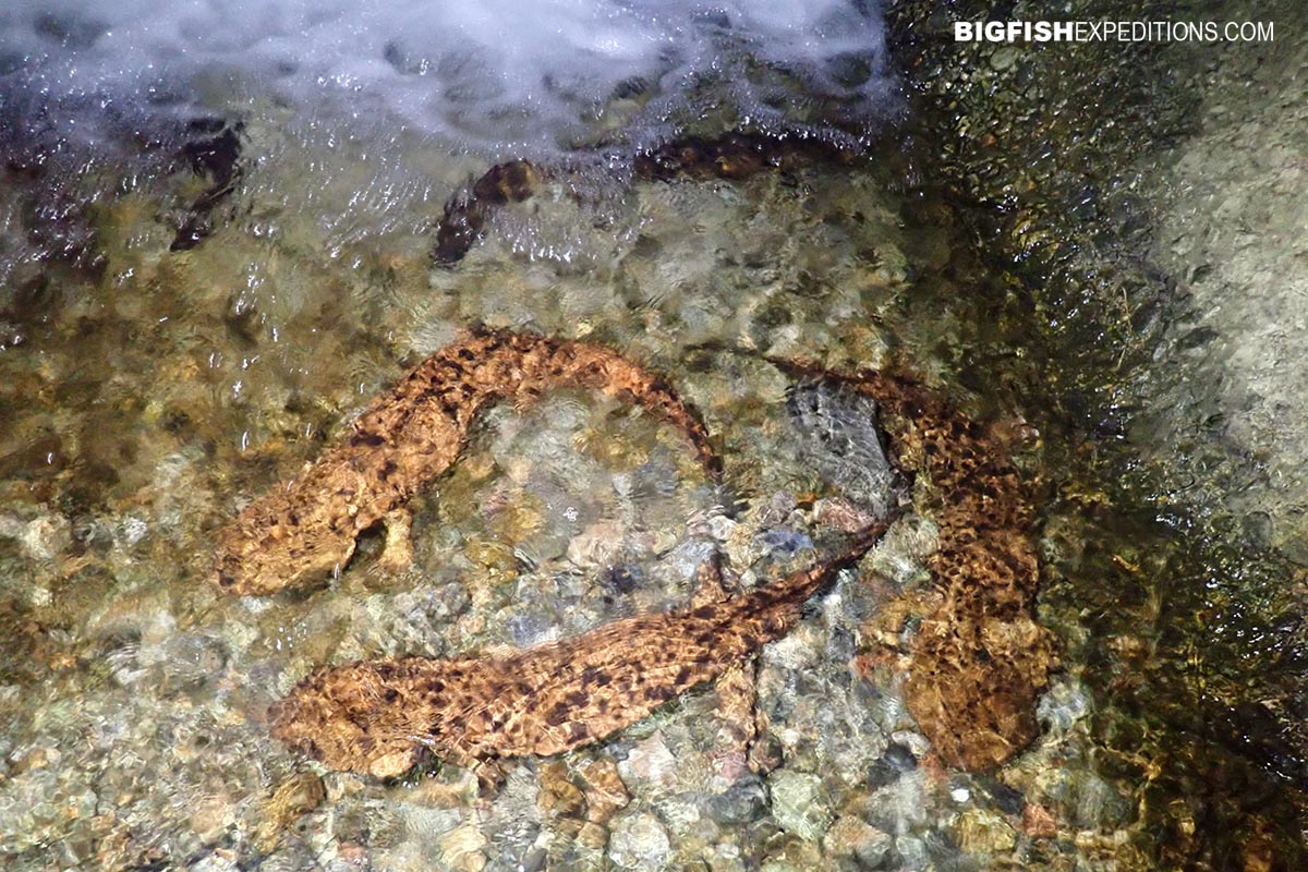 Snorkeling with Giant Salamanders in the Gifu Mountains in Japan.