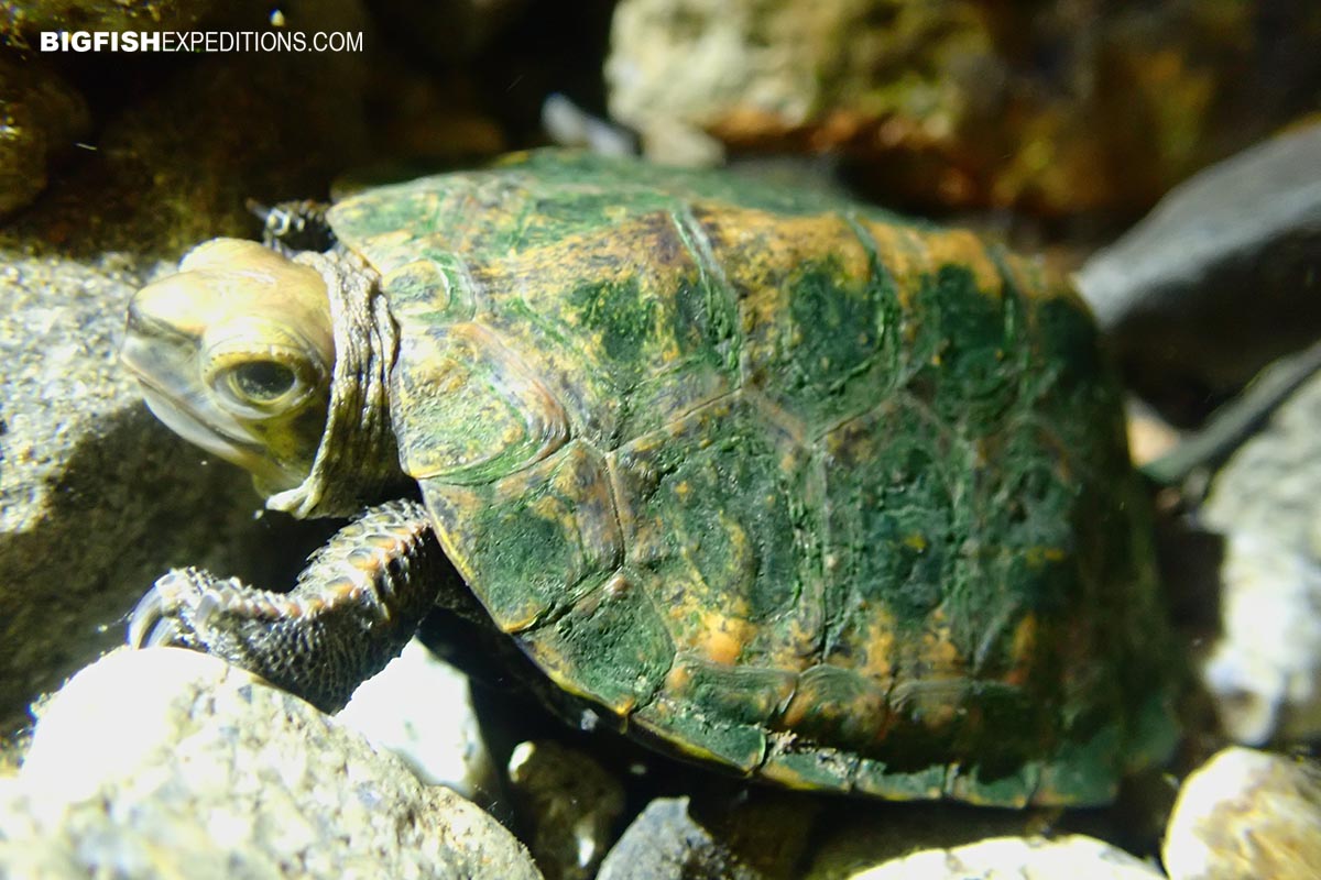 Snorkeling with Giant Salamanders in the Gifu Mountains in Japan.