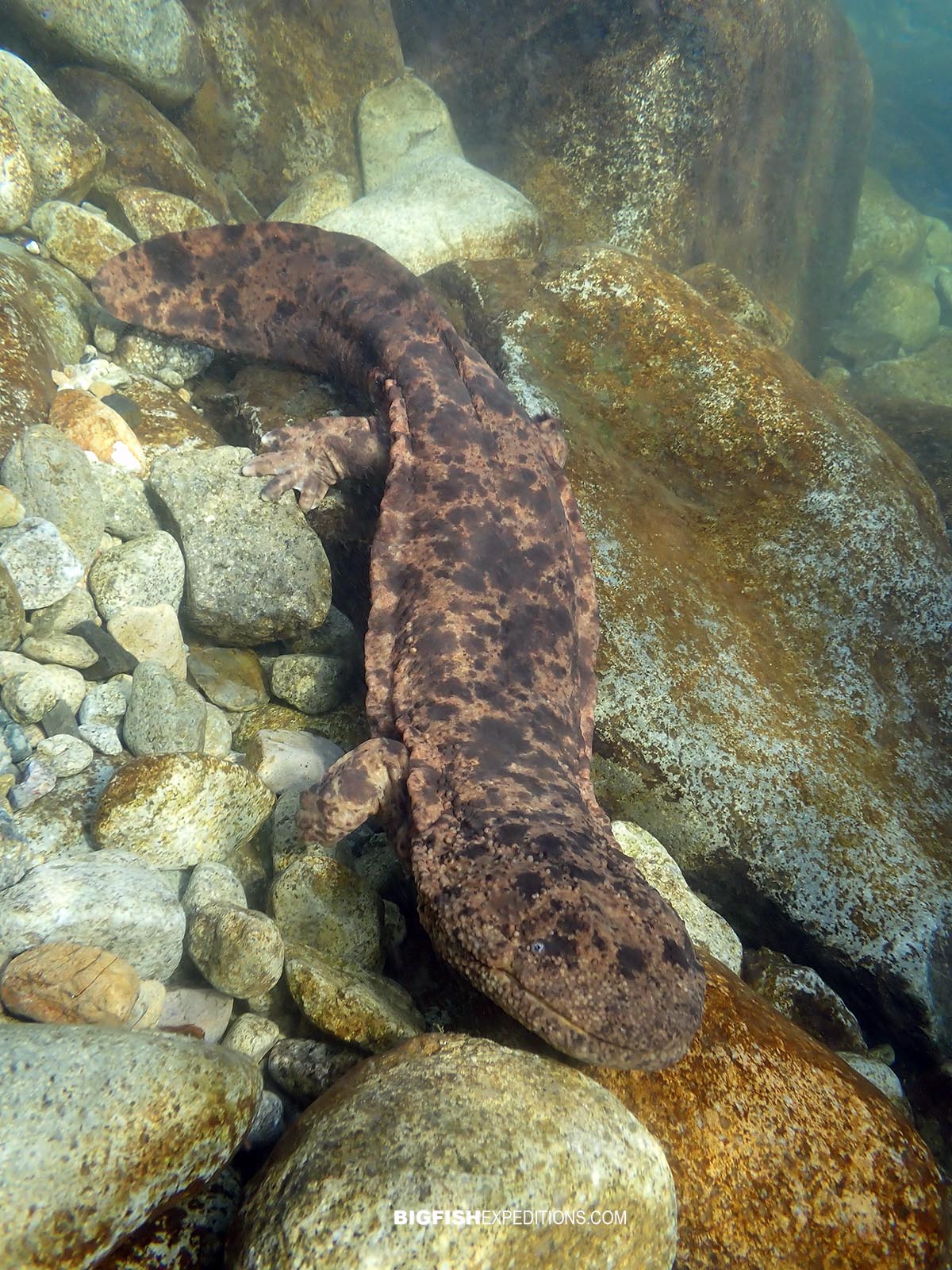 Snorkeling with Giant Salamanders in the Gifu Mountains in Japan.