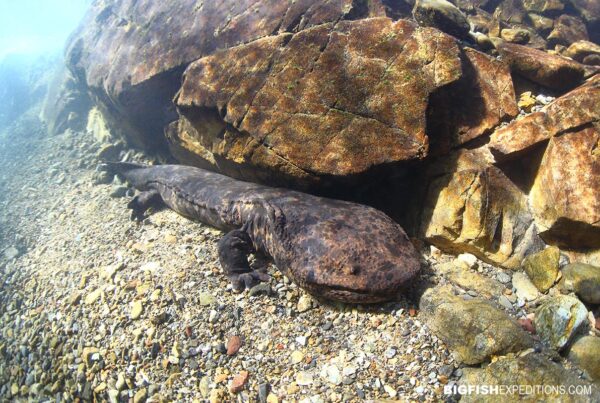 Snorkeling with Giant Salamanders in the Gifu Mountains in Japan.