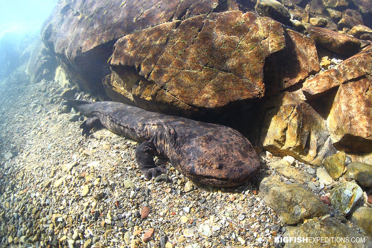 Snorkeling with Giant Salamanders in the Gifu Mountains in Japan.