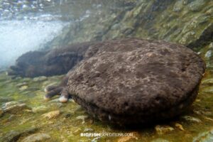 Snorkeling with Giant Salamanders in the Gifu Mountains in Japan.