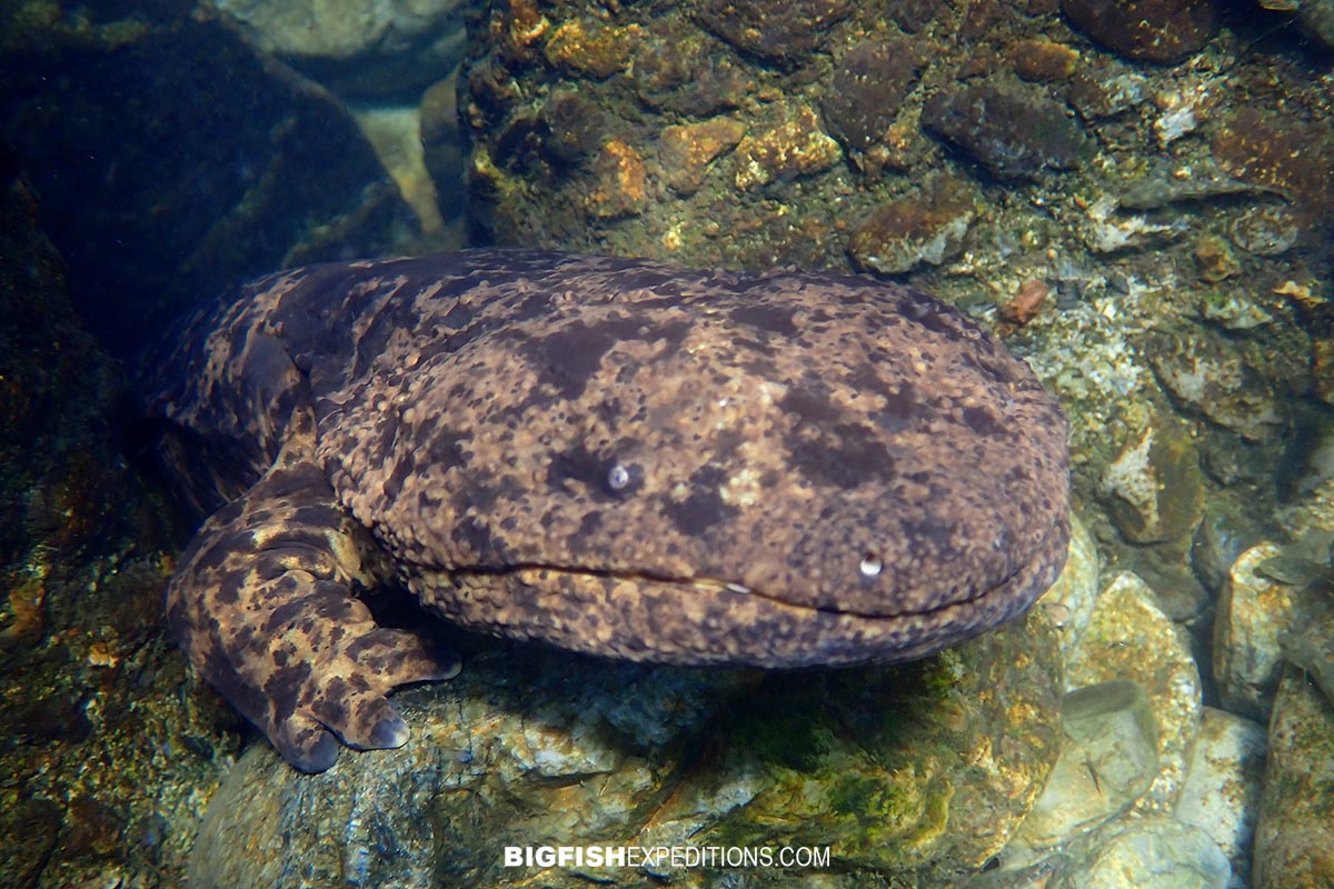 Snorkeling with Giant Salamanders in the Gifu Mountains in Japan.