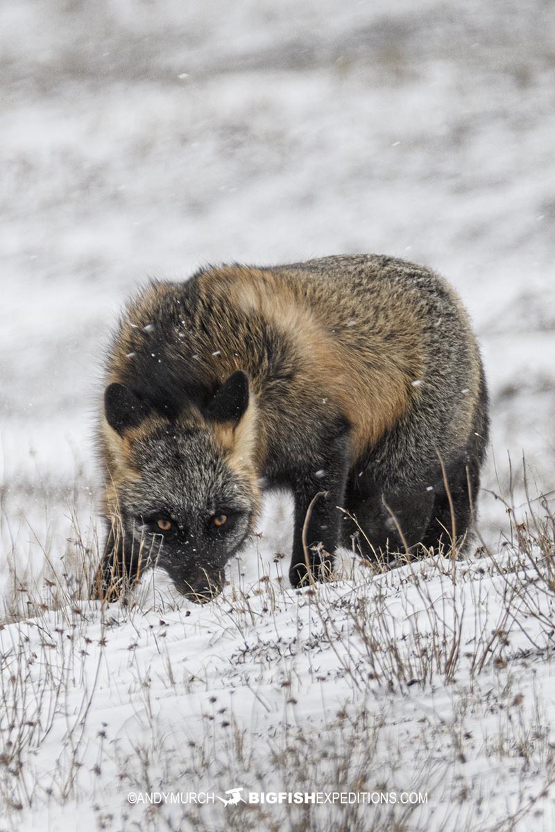 Cross fox on the tundra.