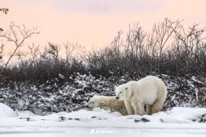 Polar Bears at sunset on the Canadian Tundra.