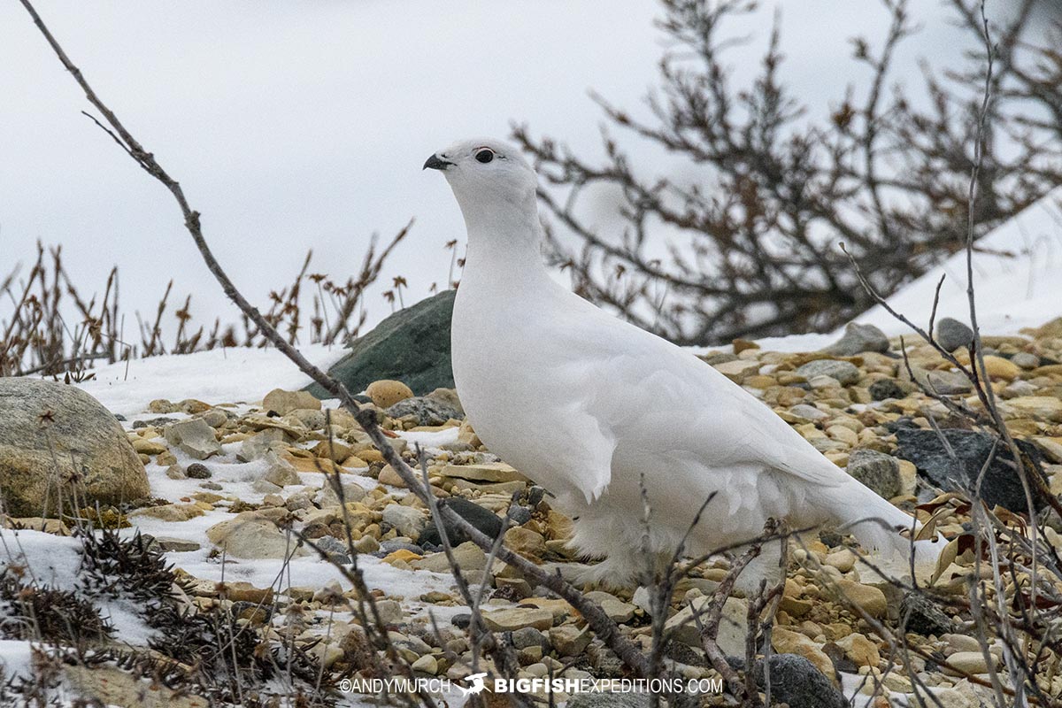 Ptarmigan on the tundra. Polar Bear Photography Tour 2023