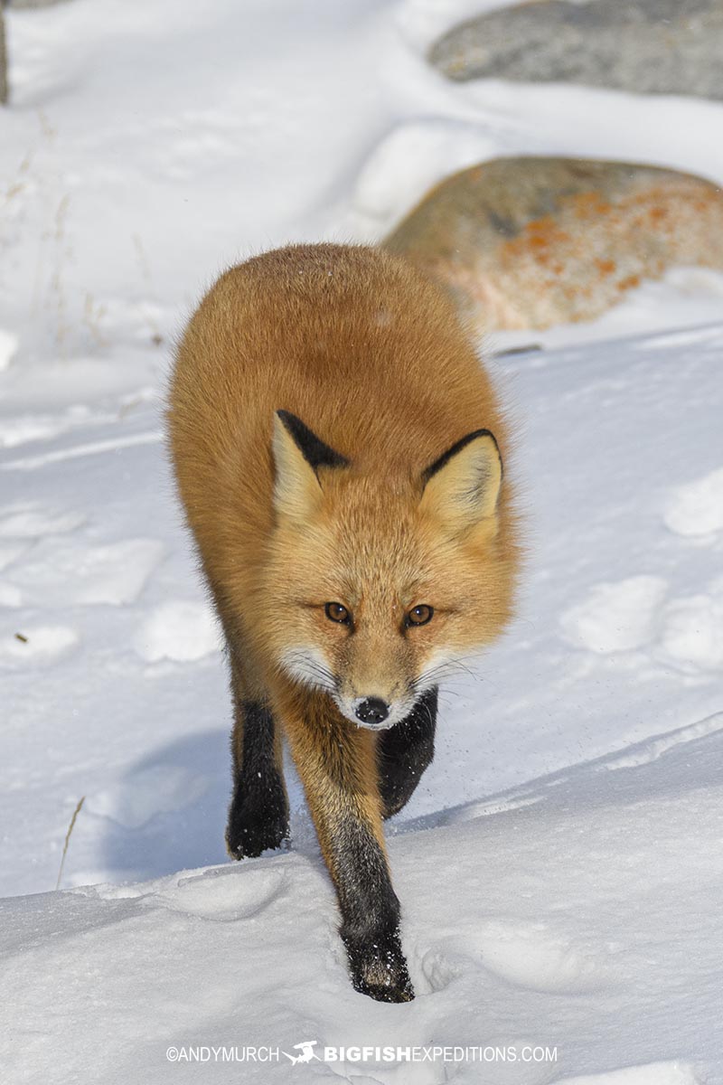 Red fox on the tundra. Polar Bear Photography Tour 2023