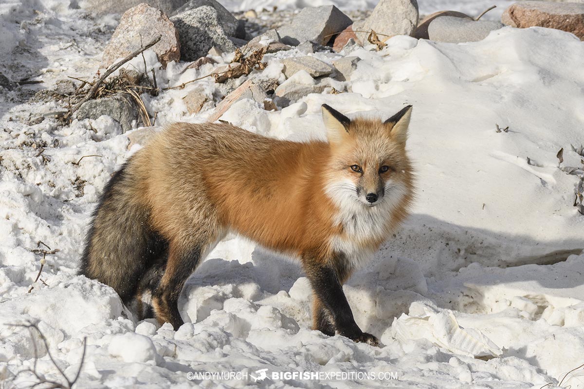 Red fox on our Polar Bear Photography Tour.