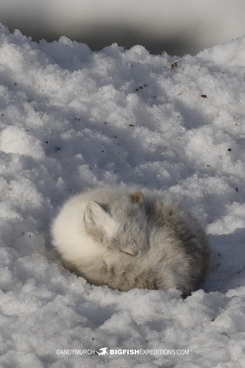 Arctic fox on the tundra. Polar Bear Photography Tour 2023