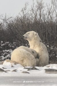 Nursing Polar Bear. Photography Tour Churchill.