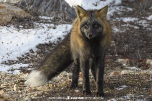 Cross Fox in Churchill.