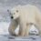 VIP Canadian Polar Bear Photography Tour 2023