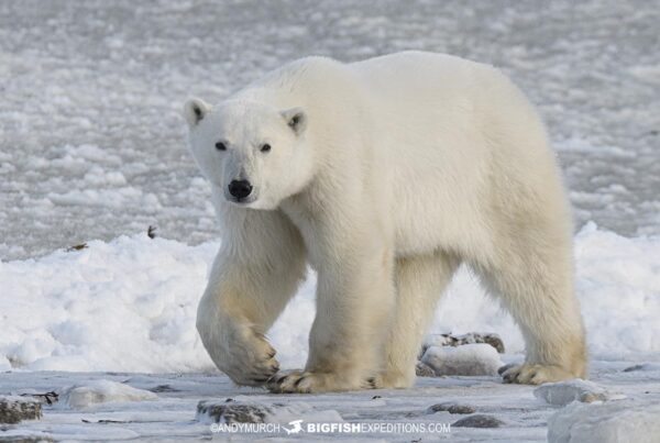 Polar Bear Photography Tour.