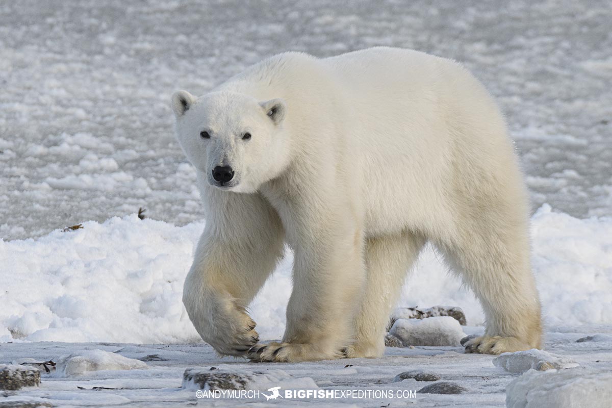 Polar Bear Photography Tour.