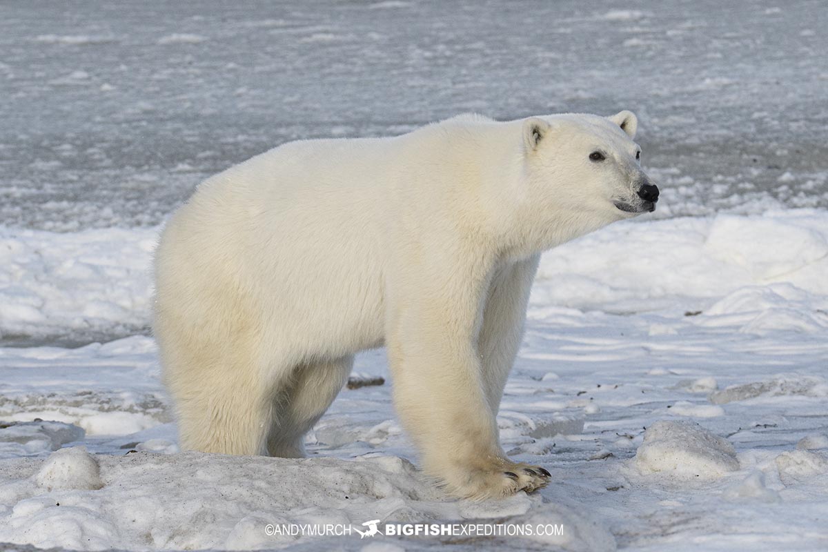 Polar Bear Photography Tour.