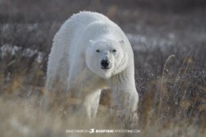 Polar Bear looking at the camera on our photography tour in Churchill.