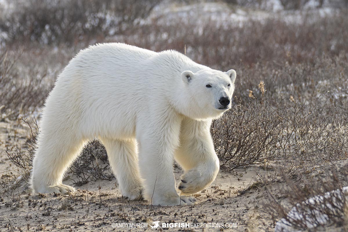 Backlit Polar Bear in Churchill.