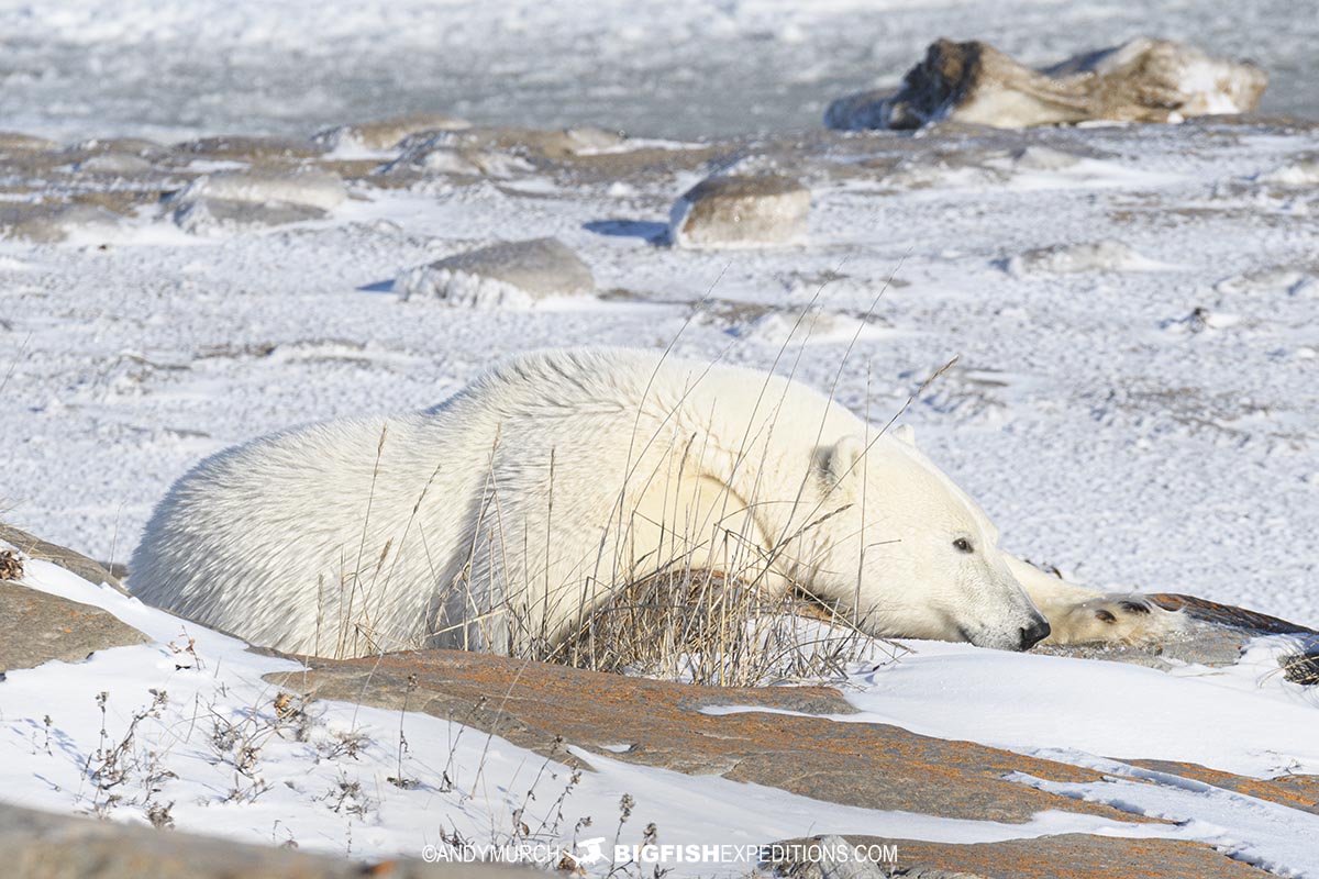 Sleepy Polar Bear on the Canadian tundra.