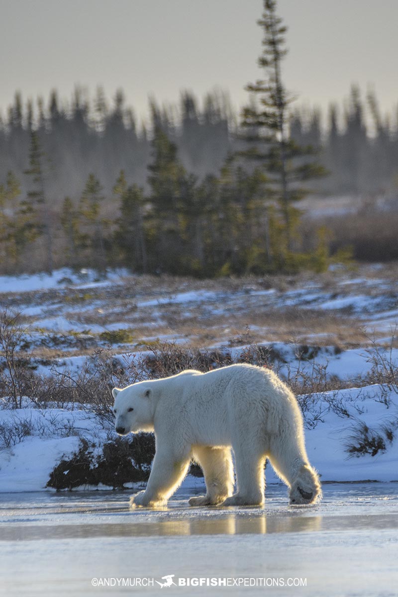 Backlit polar bear on the ice.