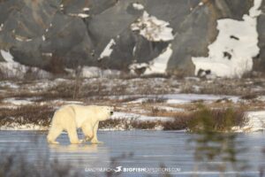 Polar Bear walking on the ice.