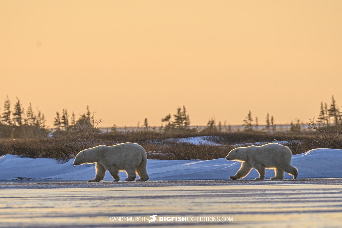 Polar Bears at sunset on the Canadian Tundra.