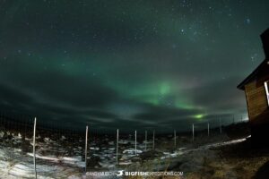 Polar Bear Photography Tour. Aurora Borealis.