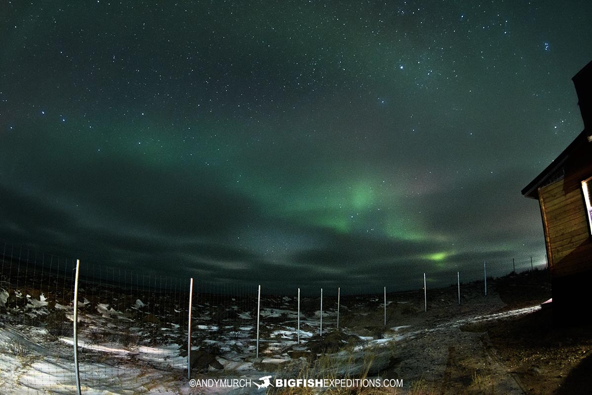 Polar Bear Photography Tour. Aurora Borealis.