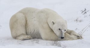 Polar Bear Tour Churchill.