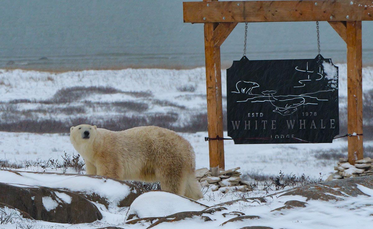 Polar Bear walking past White Whale Lodge in Churchill, Canada.