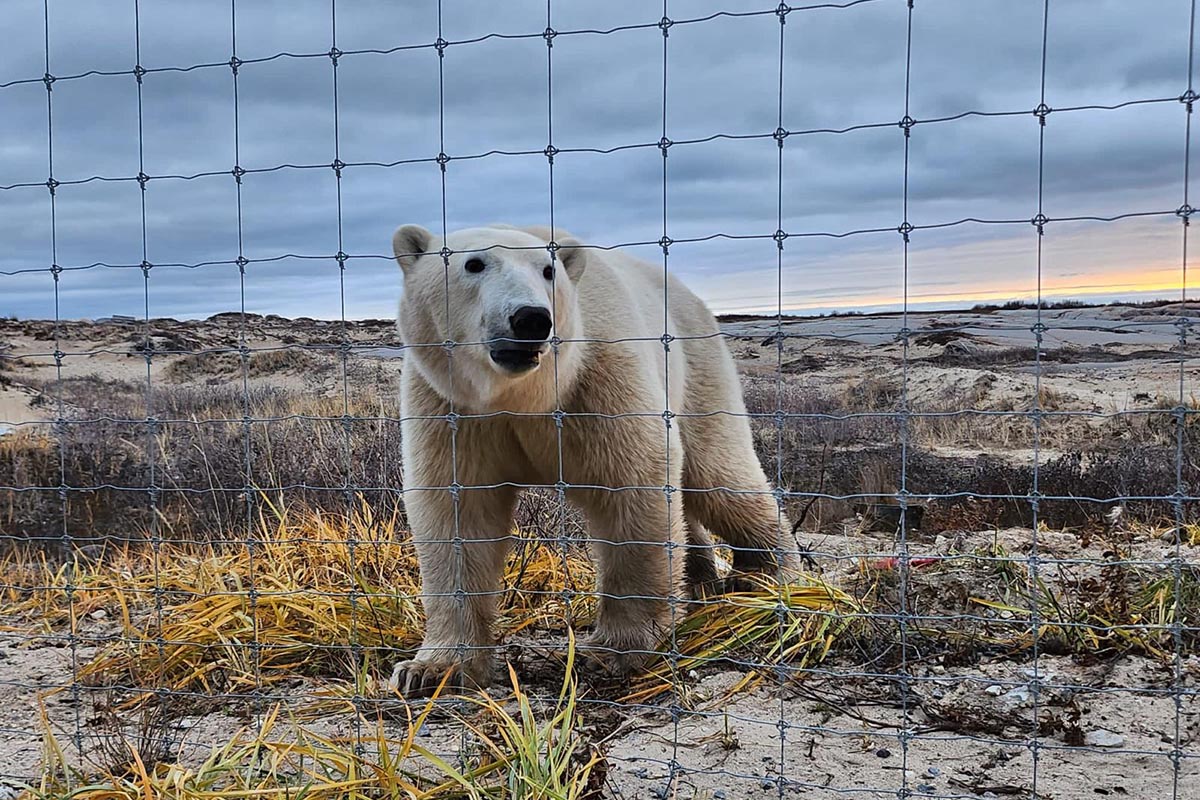 Polar bear at the fence at White Whale Lodge.