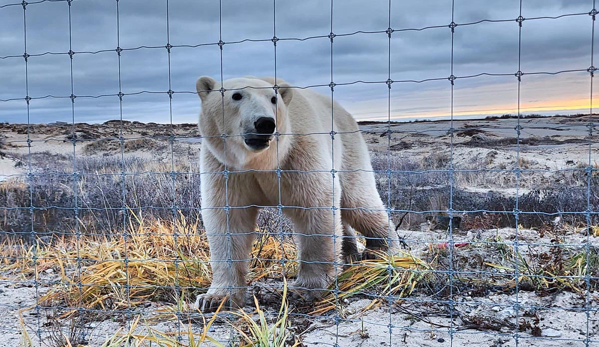 Polar Bear at the fence of White Whale Lodge in Churchill, Canada.